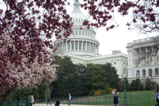 Cherry Blossom tour in Washington D.C